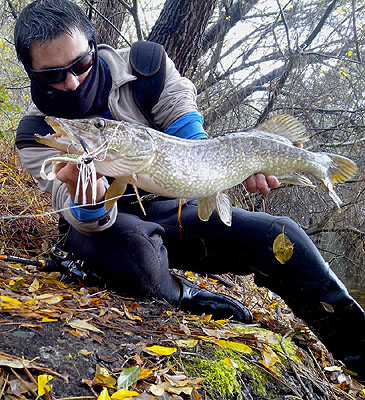 3221_Aquitanian Pike_Esox aquitanicus.jpg